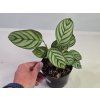 Ctenanthe setosa 'Compactstar'