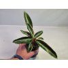 Stromanthe thalia