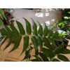 Cyrtomium falcatum
