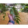 Cyrtomium falcatum