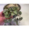 Ceropegia