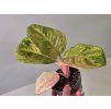 Aglaonema Apple Fantasy