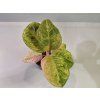 Aglaonema Apple Fantasy
