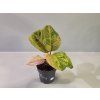 Aglaonema Apple Fantasy