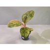 Aglaonema Apple Fantasy