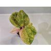 Aglaonema Apple Fantasy