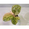 Aglaonema Apple Fantasy