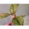 Aglaonema Apple Fantasy