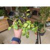 Peperomia glabella