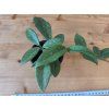 Hoya Carnosa