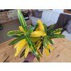 Croton