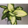 Aglaonema "Camila"