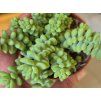 Sedum burrito