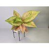 Aglaonema Pastella