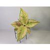 Aglaonema Pastella