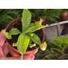 Mäsožravá rastlina Nepenthes