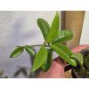 Hoya lacunosa