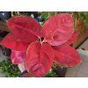 Aglaonema 'China Red'