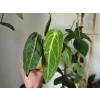 anthurium warocqueanum 3