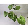 Homalomena rubescens 'Maggy'