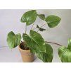 Homalomena rubescens 'Maggy'