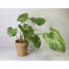 Homalomena rubescens 'Maggy'