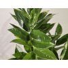 Zamioculcas ‘Pixie’