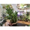 Zamioculcas ‘Pixie’