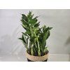 Zamioculcas ‘Pixie’