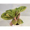 Aglaonema Apple Fantasy