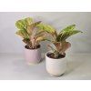 Aglaonema Apple Fantasy