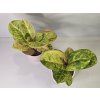 Aglaonema Apple Fantasy