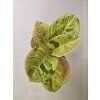 Aglaonema Apple Fantasy