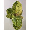 Aglaonema Apple Fantasy