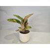 Aglaonema Apple Fantasy