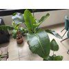 Strelitzia Nicolai 170cm