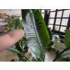 Strelitzia Nicolai 190cm
