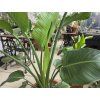 Strelitzia Nicolai 170cm