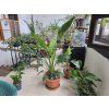 Strelitzia Nicolai 170cm