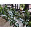 Strelitzia Nicolai 190cm