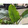 Strelitzia Nicolai 170cm