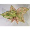 Aglaonema Aqua Green