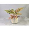 Aglaonema Aqua Green
