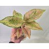 Aglaonema Aqua Green