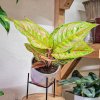 Aglaonema Aqua Green