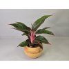 Aglaonema Crete