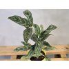 Aglaonema Cutlass