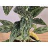 Aglaonema Cutlass