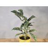 Aglaonema Cutlass