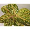 Aglaonema Grand Blossom